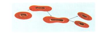 高中生物“有丝分裂”易考点总结