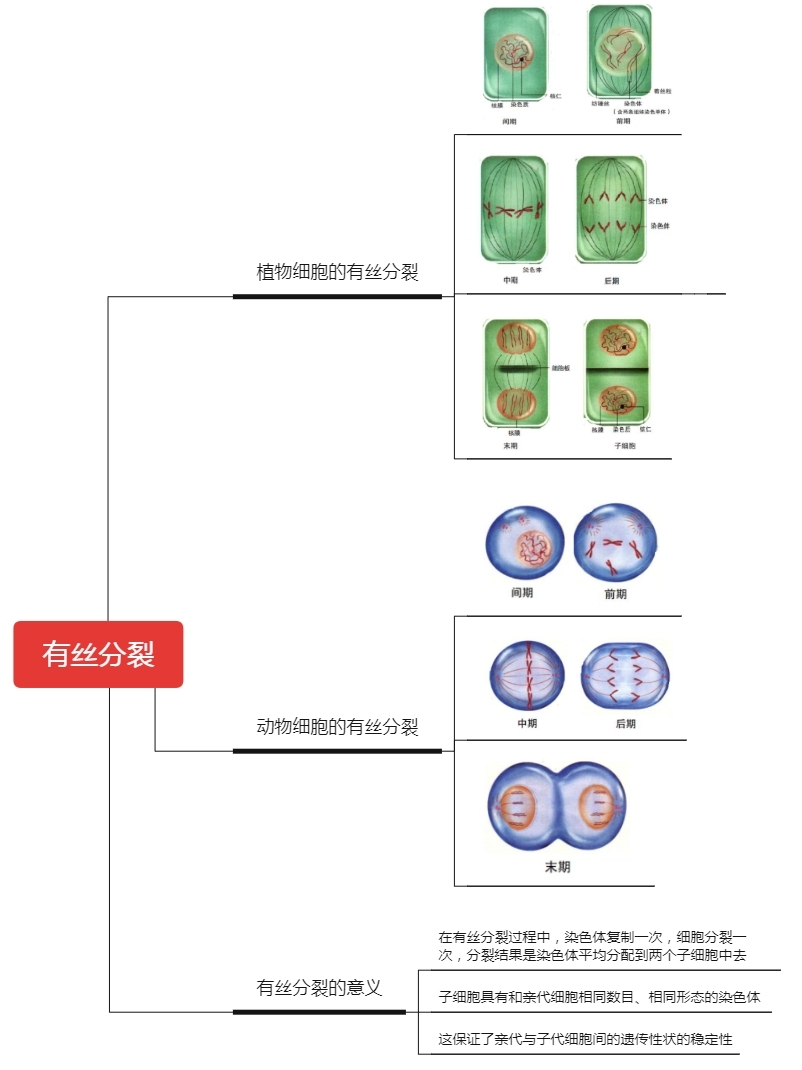 高中生物“有丝分裂”易考点总结